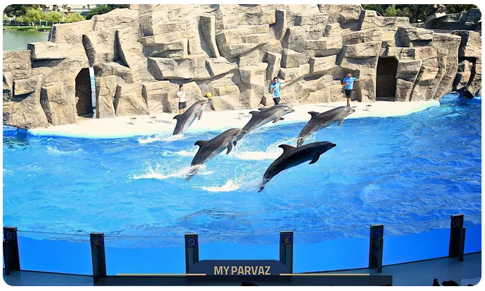 دلفیناریوم باتومی